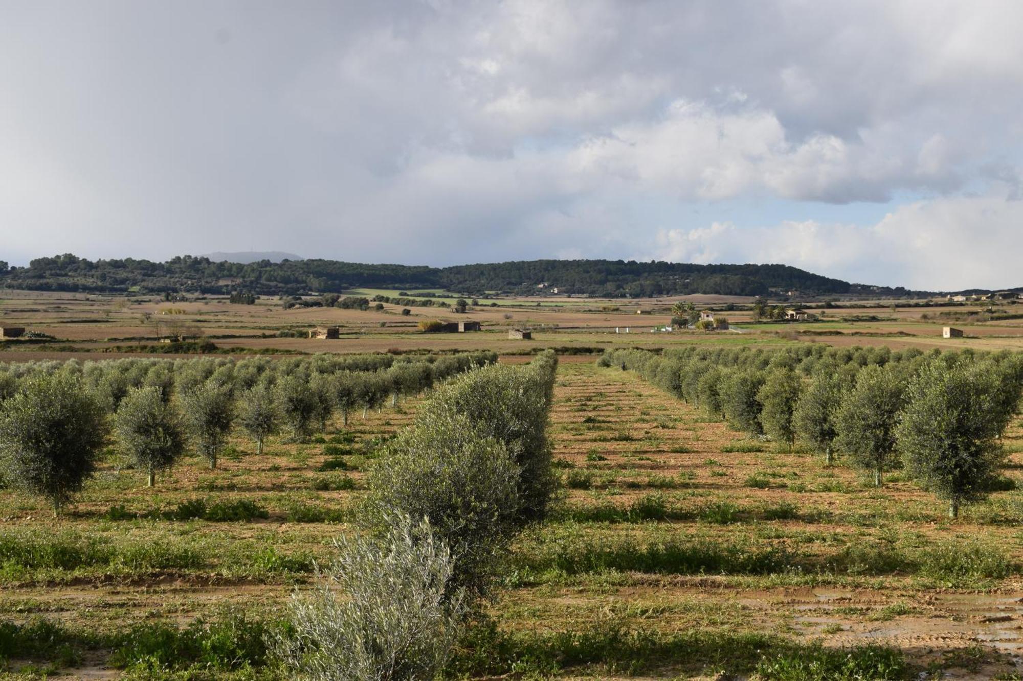 Agroturisme Gossalba Sant Joan الغرفة الصورة